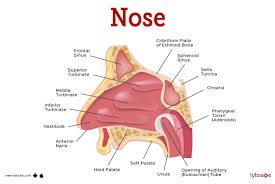 Nose